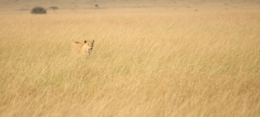 Kenya 2024: Nairobi & Sheldrick Orphanage