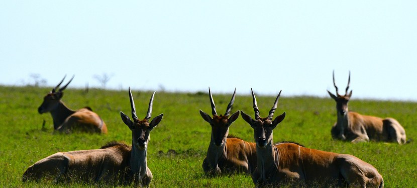 Kenya 2024: Maasai Mara & Naboisho (27-30 December)