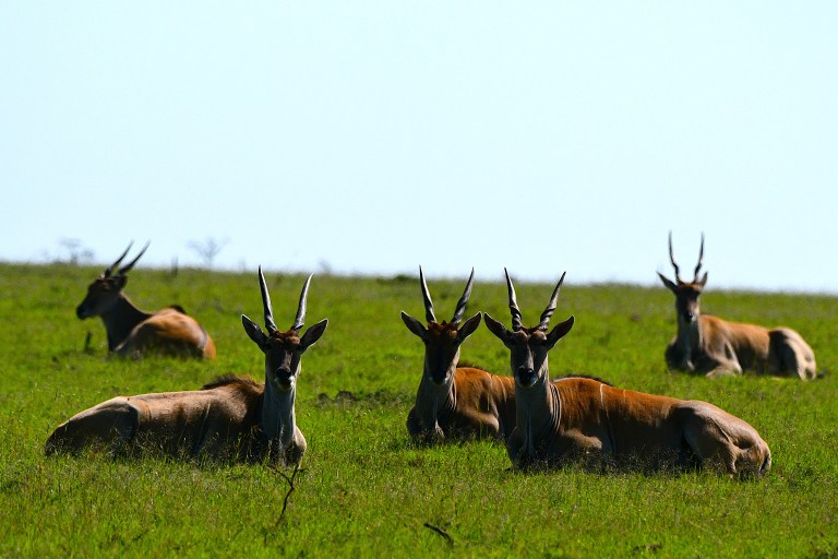 Kenya 2024: Maasai Mara & Naboisho (27-30&nbsp;December)